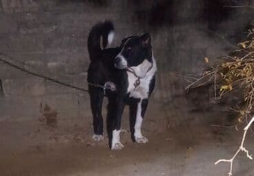 qara xaski: Qurdbasar, 1 il, Erkek — 2