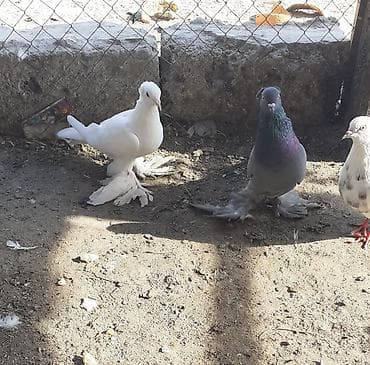 rhode island red: Iri lelekli kekilli quslar satilir hamisi ebresden — 2