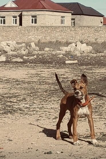 Gəmiricilər: Pitbull bayçovi İt balası – qəhvəyi rəngdə, sinə və pəncələrində ağ — 3