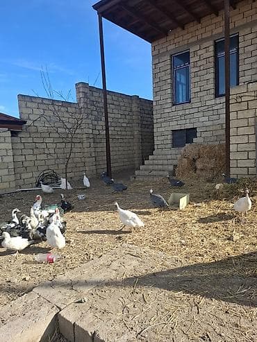 bulbul quşu: Məhsul: Hind toyuqları (Qvineya quşları) – müxtəlif rənglər Təsvir: - — 4