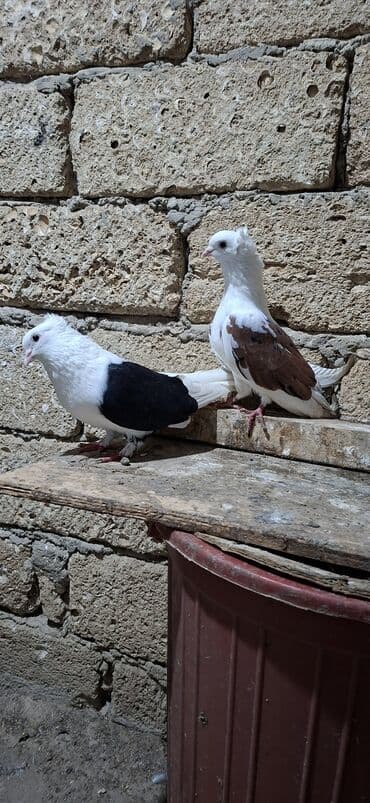 Akvariumlar: Qoşa əbrəş çəp əbrəş quyruq erkəy qızqın super heyvandı mayasıda qara — 8