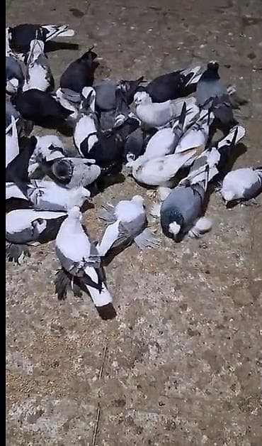 Quşlar: Məhsul: Ev göyərçinləri – müxtəlif rəng və naxışlarda dekorativ və — 2