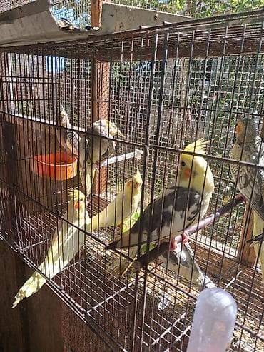 qus satisi: Boz korellalar 35 manat
Qalanları 45 manat — 1