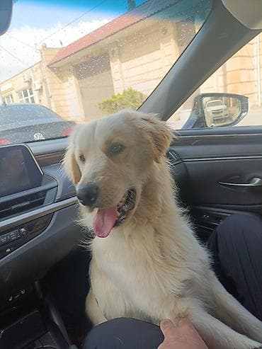 afcarka qara: Retriever, 8 ay, Erkek, Peyvəndli, Ünvandan götürmə — 2