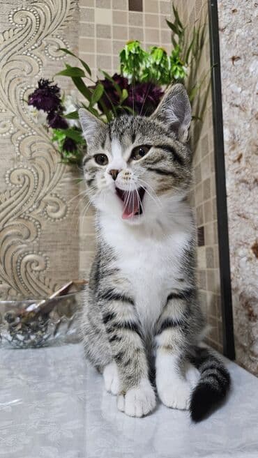 pisik ag: Şotland, Erkək, Yaxşı əllərə, Ünvandan götürmə — 3