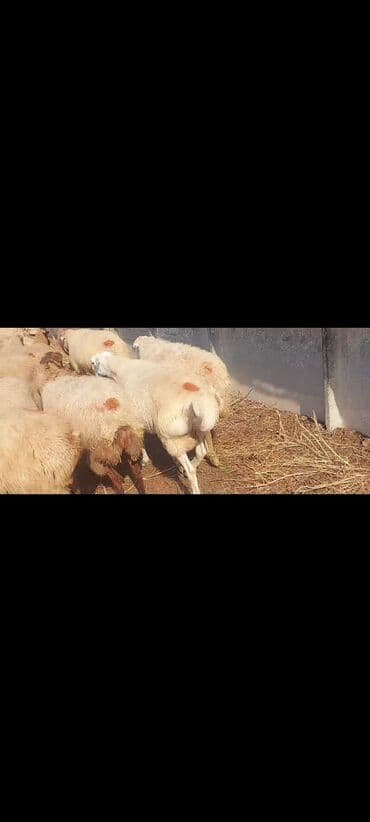 bakida cins ineklerin satisi: Satlır — 10