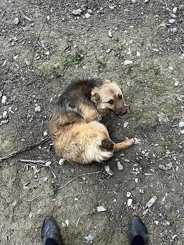 itler: İt – orta ölçülü, uzun tüklü, qızılı-qəhvəyi rəng çalarda, qara kürək — 8