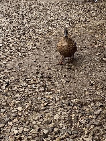 ordek bala: Salam aleykum 1 ədəd yaşılbaş çöl ördəyinin fərəsi satılır yumurtayır — 2