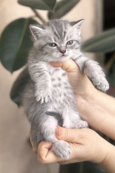 pişik ucuz: Şotland — 7