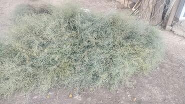 самовар на дровах: Другие растения — 2