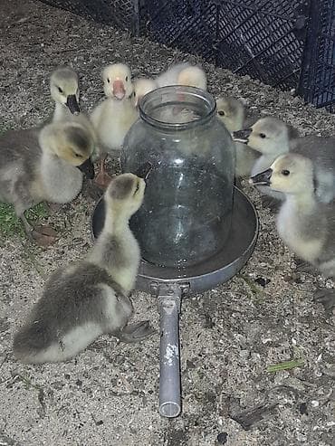 Qaz balaları istiyən olsa hamısına 100 azn verib aparsın çox yaxşı