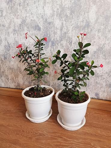 2 otaq: Euphorbia milii (Tikanlı tac) otaq bitkisi – qırmızı çiçəklilər — 5