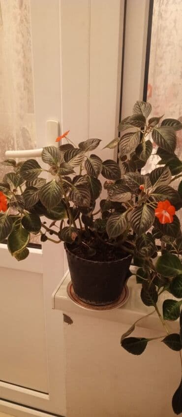 Qara plastik dibçəkdə dekorativ otaq bitkisi – parlaq narıncı