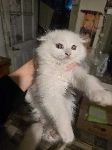 ankara pişiyi: Dişi, Yaxşı əllərə — 1