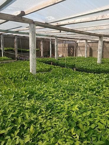 Istixana yetişdirilməsi – tərəvəz tingləri Məhsul: istixanada