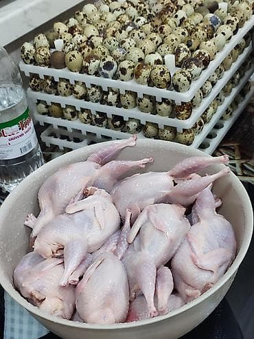 Turşular: Məhsul: Təmizlənmiş bıldırcın Təsvir: - Tam təmizlənmiş, içi — 7