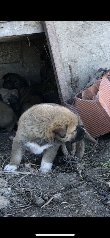 Qurdbasar, 1 ay, Dişi — 2