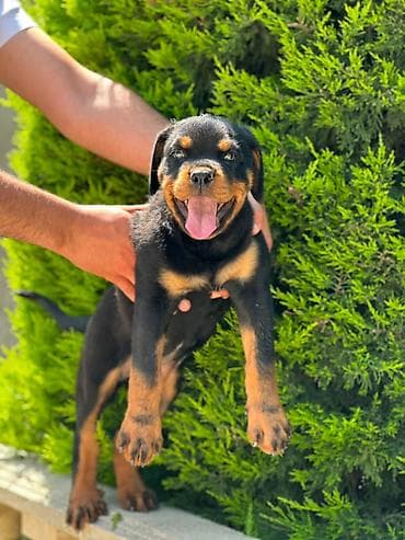 ingilis setter it cinsi: Rotveyler, 2 ay, Dişi — 2