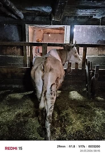 inek satislari: Südlük inək və buzov - Cins: yerli qarışıq, al-şabalıd-ağ rəngli — 2