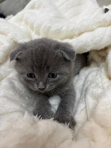 bala pişik ucuz: Boz rəngli balaca pişik balası - Cins: boz xəzli, qısa tüklü pişik — 5