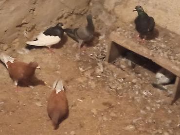 göyərcin: Salam 5 dənə drakon du 2 Erkey 3 maya təcili satılır tam sağlam — 5