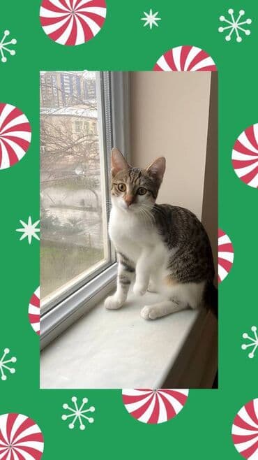 ev iti satilir: Dişi, Yaxşı əllərə — 1