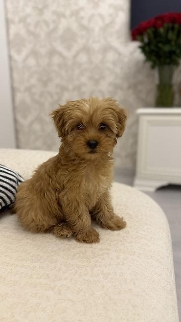 pomeran itleri: 3 ay, Dişi, Ünvandan götürmə — 4