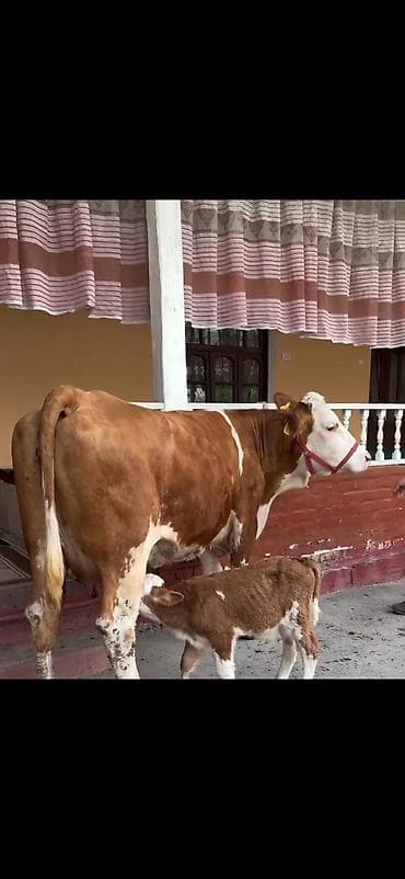 inək sagan: Simental tipli inək və balası - Cins: Simental tipli, qırmızı-ağ rəng — 5