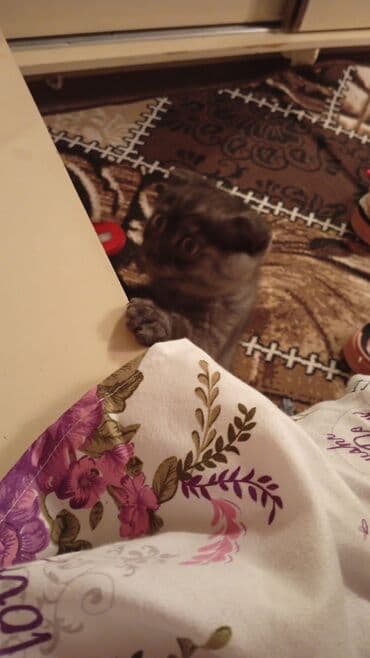 heyvan bazari tap az: Şotland yastı qulaq — 2