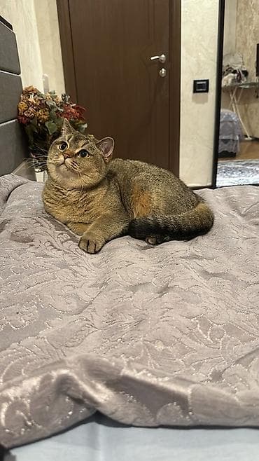 Qızıl şinşilla, Dişi, Cütləşmə üçün