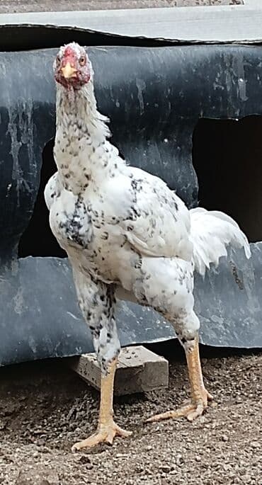 heyratı cucə: Xoruz, Heyratı, il: 1, Ünvandan götürmə — 9