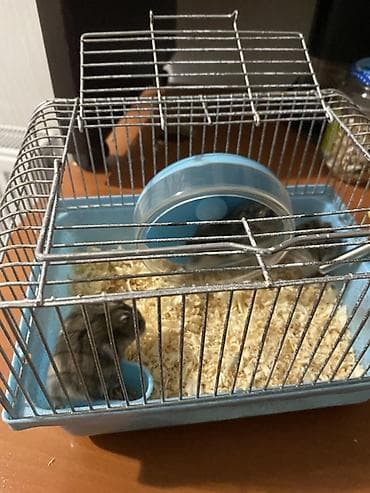 hamster satisi: Hamster və qəfəs dəsti Məhsul tərkibi: - Kiçik ölçülü metal — 1