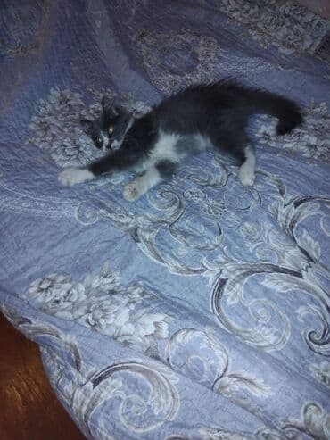 pişik balaları: Meyn-kun, Erkək, Yaxşı əllərə, Ünvandan götürmə — 10