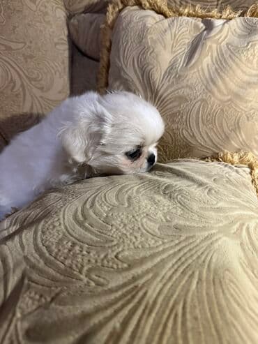 Gəmiricilər: Pekines — 7