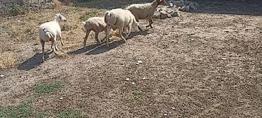 Beylaqan sortu erkək quzu satlr damazlx qoyun sürür isdəyən olsa