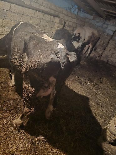 Digər heyvanlar: Süd yönümlü inək - Cins: qara‑ala (holşteyn tipli) - Məqsəd: südçülük — 1