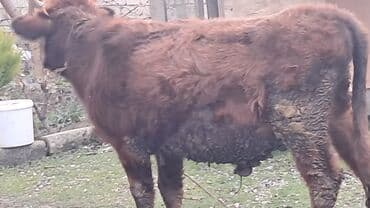 Lincoln: Iki baş erkək dana satılır — 8