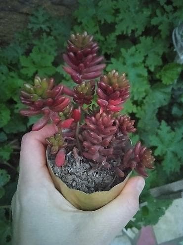 ev gulleri satisi: Сциндапсус N-Joy — 7