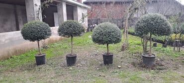 Tinglər: Ştamb ağaclar.Dibçeklerde.Sifarişləri Bakı ve bölgelere — 1