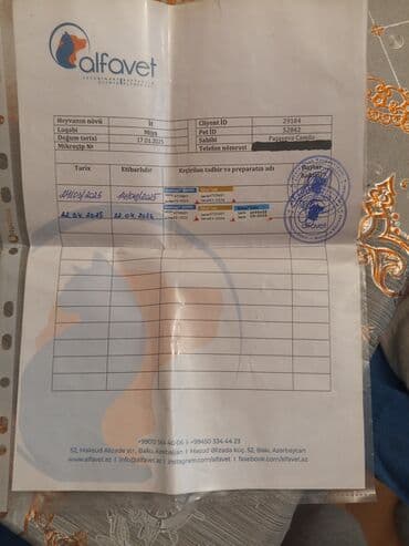 itlerin alisi: Miniatür pinçer, Dişi — 2