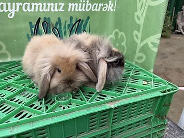 dovsan balasi: Minidovşan balaları – müxtəlif rəng və növlər - Sevimli dekorativ — 3