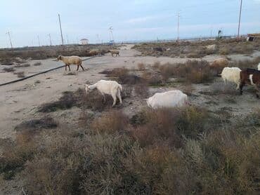Inəklər, öküzlər: Qoyun-keçi sürüsü - Tərkibi: müxtəlif rənglərdə yerli cins keçilər və — 2