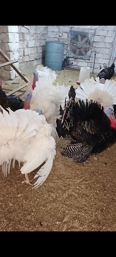 Самец, Для разведения — 2