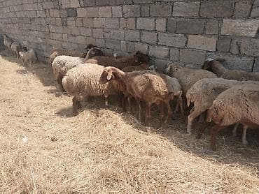 satdig quslar: Salam tam saglam heyvanlar satilir qoyun quzu keci cepis qoc kime ne — 3