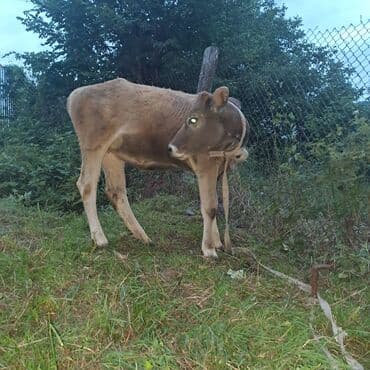toyuq ucun yem qablari: Salam öz inəyimdi yanındada balası bir yerdə satılır alverci deyiləm — 9
