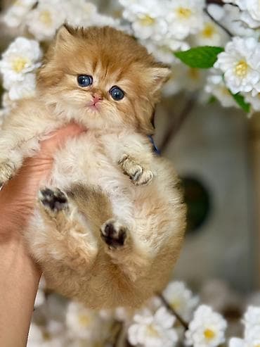 pişim: Fars, Erkək — 2