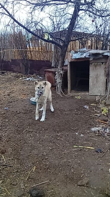 pidbul iti: Kanqal, 6 ay, Dişi, Ünvandan götürmə — 4