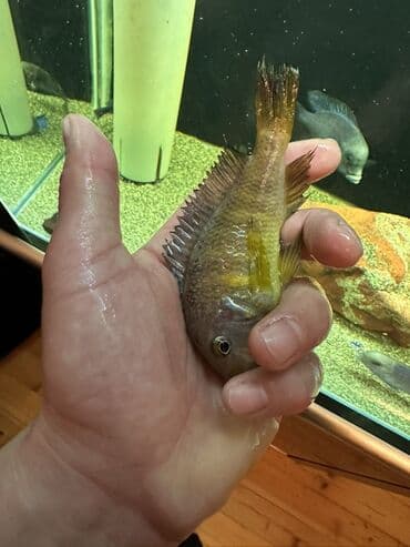 cixlid: Cixlid balığı, Yırtıcı — 3