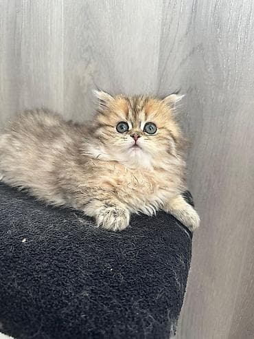 Şotland uzun tüklü, Pulsuz çatdırılma