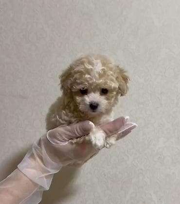 ит мурун: 3 месяца, Самка, С прививками, Самовывоз — 2